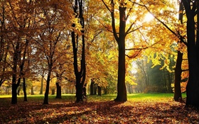 나무, 가을, 단풍, 태양 광선 HD 배경 화면
