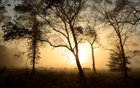 나무, 말, 아침, 안개, 일출 HD 배경 화면