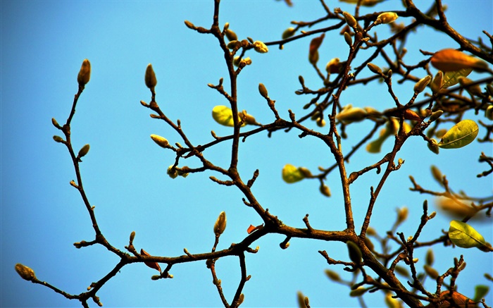 나뭇 가지, 꽃 봉오리, 봄, 푸른 하늘 배경 화면 그림