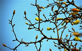 나뭇 가지, 꽃 봉오리, 봄, 푸른 하늘