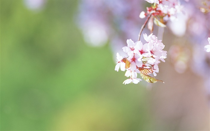 나뭇 가지, 벚꽃 꽃 확대 배경 화면 그림