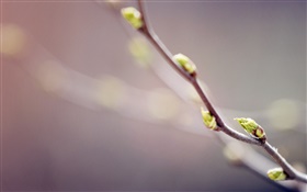 나뭇 가지 근접 촬영, 새싹, 봄, 나뭇잎 HD 배경 화면