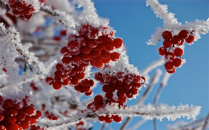 나뭇 가지, 붉은 열매, 눈, 얼음 배경 화면 그림