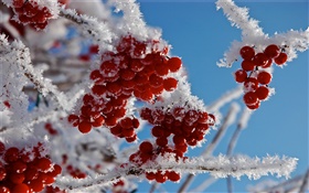 나뭇 가지, 붉은 열매, 눈, 얼음 HD 배경 화면