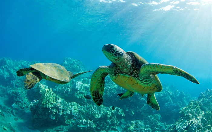 두 개의 녹색 바다 거북, 수중, 산호초, 마우이 배경 화면 그림