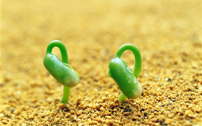 두 개의 녹색 콩나물, 모래, 봄 배경 화면 그림