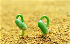 두 개의 녹색 콩나물, 모래, 봄 HD 배경 화면