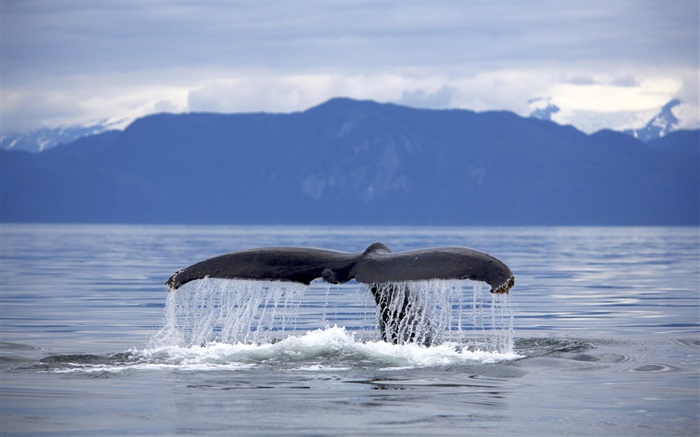 미국, 알래스카, 향유 고래 꼬리 배경 화면 그림