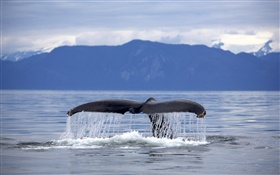 미국, 알래스카, 향유 고래 꼬리