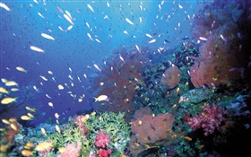 수중, 물고기, 산호, 바다 HD 배경 화면