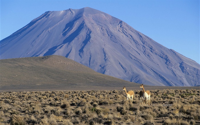 비 큐나, 미스티 화산, 페루 배경 화면 그림