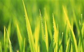 물 방울, 비 후 녹색 잔디
