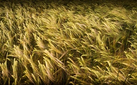 밀밭 확대 HD 배경 화면