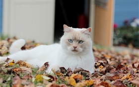흰 고양이, 잎 HD 배경 화면