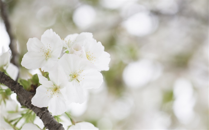 화이트 벚꽃 확대 배경 화면 그림