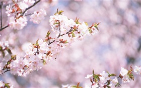 하얀 벚꽃 꽃 꽃, 나뭇잎 HD 배경 화면