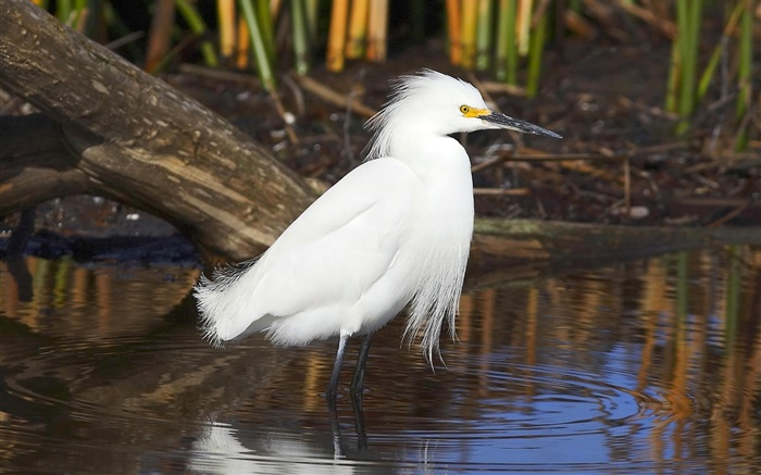 흰색 깃털 새, 연못 배경 화면 그림