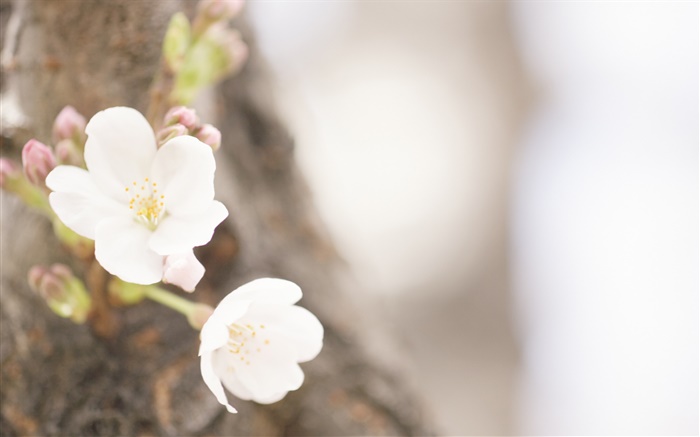 흰색 꽃 근접, 봄 배경 화면 그림