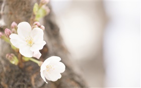 흰색 꽃 근접, 봄 HD 배경 화면