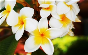 흰색 frangipani 꽃