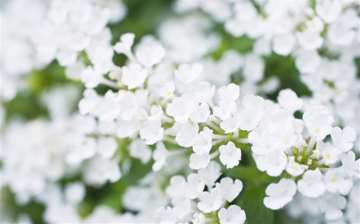 흰색 작은 꽃, 흐린 배경 화면 그림