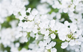 흰색 작은 꽃, 흐린 HD 배경 화면