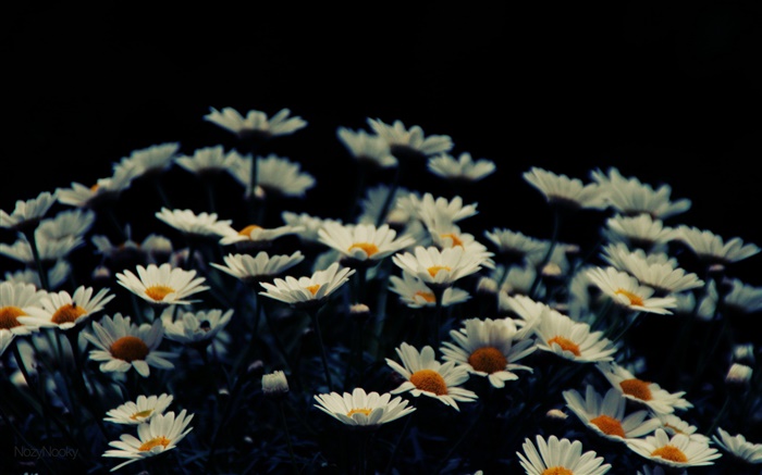 흰색 작은 꽃, 나뭇잎 배경 화면 그림