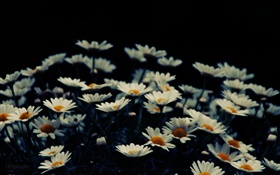 흰색 작은 꽃, 나뭇잎 HD 배경 화면
