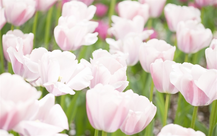 화이트 핑크 색상 꽃 튤립 배경 화면 그림