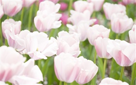화이트 핑크 색상 꽃 튤립 HD 배경 화면