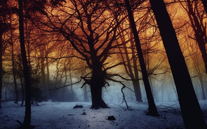 겨울, 숲, 나무, 새벽 배경 화면 그림