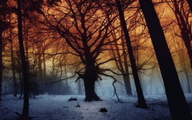 겨울, 숲, 나무, 새벽 HD 배경 화면
