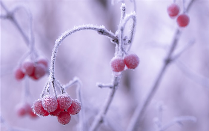 겨울, 서리, 붉은 열매, 나뭇잎 배경 화면 그림