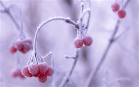 겨울, 서리, 붉은 열매, 나뭇잎 HD 배경 화면