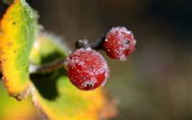 겨울, 빨간 열매 근접 촬영, 잎