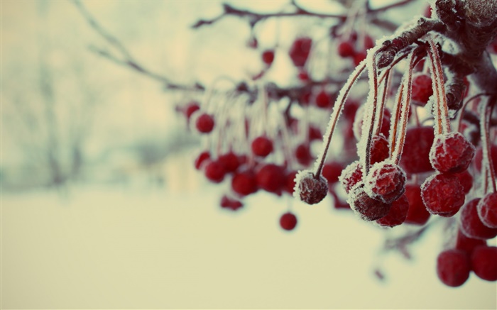 흐린 겨울, 붉은 열매, 눈, 배경 화면 그림
