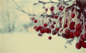 흐린 겨울, 붉은 열매, 눈,
