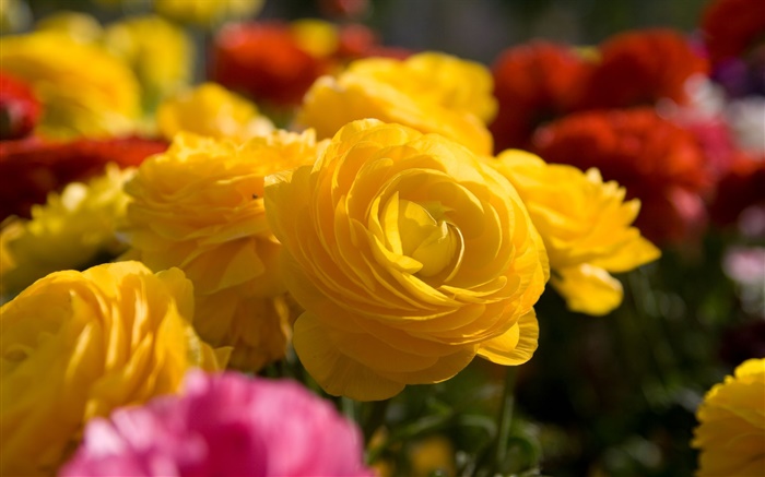 노란색 근접 장미 꽃 배경 화면 그림