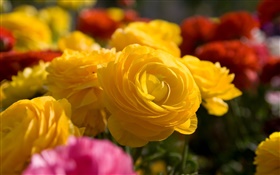 노란색 근접 장미 꽃