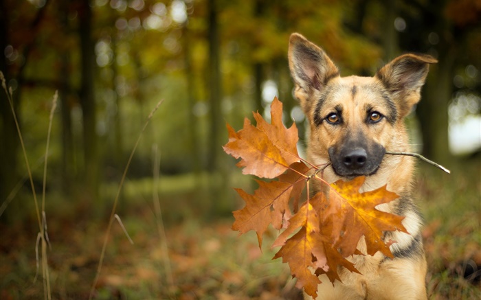 가을, 개, 잎, 나뭇잎 배경 화면 그림