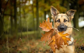 가을, 개, 잎, 나뭇잎 HD 배경 화면