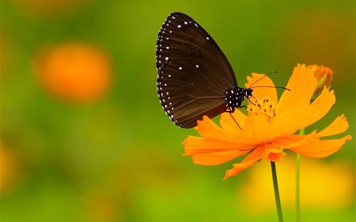 검은 나비, 오렌지 꽃 배경 화면 그림