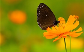 검은 나비, 오렌지 꽃 HD 배경 화면