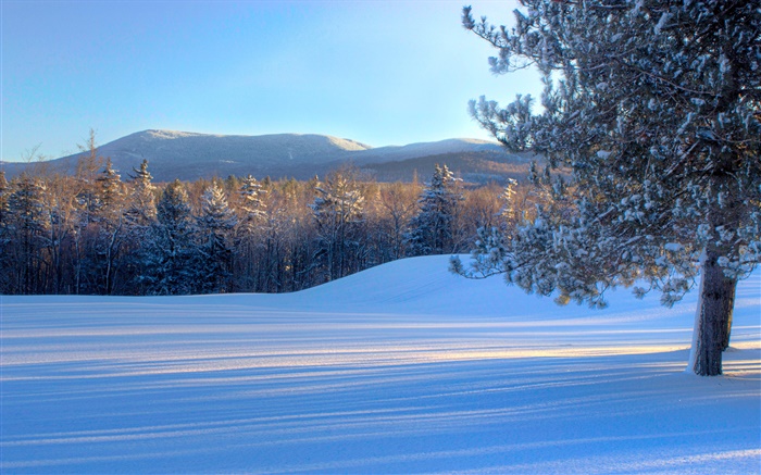 빵 덩어리 산, 눈, 나무, 겨울, 버몬트, 미국 배경 화면 그림