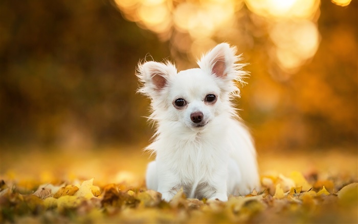 치와와 개, 흰색 강아지, 잎, 나뭇잎 배경 화면 그림