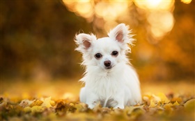 치와와 개, 흰색 강아지, 잎, 나뭇잎