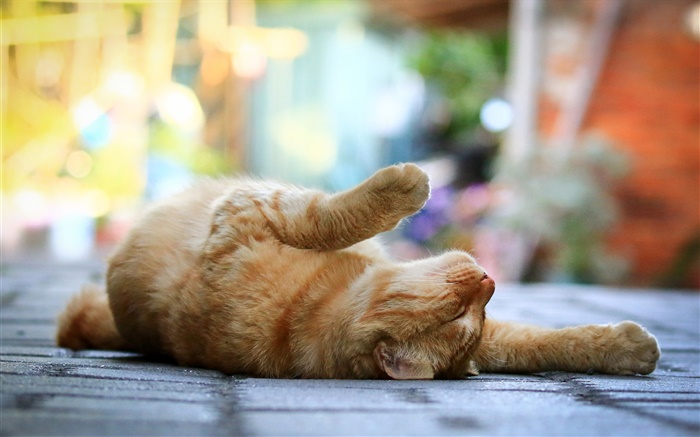 귀여운 고양이, 누워 잠, 다리, 보도, 나뭇잎 배경 화면 그림