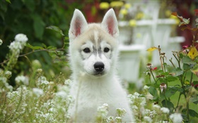 귀여운 강아지, 강아지, 나뭇잎 HD 배경 화면