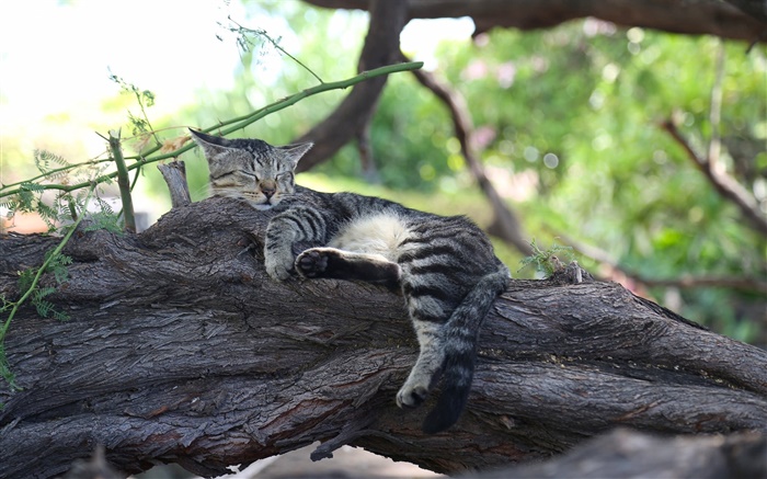 귀여운 새끼 고양이의 수면, 휴식, 나무 배경 화면 그림