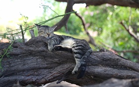 귀여운 새끼 고양이의 수면, 휴식, 나무 HD 배경 화면